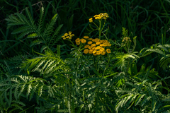 Tanacetum vulgare