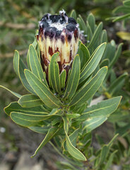 Protea lepidocarpodendron