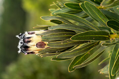 Protea lepidocarpodendron