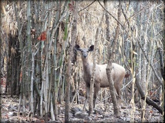 Rusa unicolor