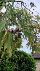 Corymbia ptychocarpa