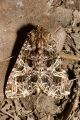 Sideridis rivularis