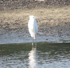 Egretta garzetta garzetta