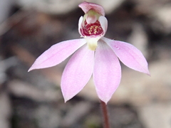 Caladenia fuscata