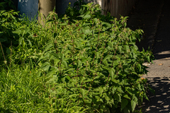 Urtica dioica