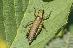 Booneacris glacialis