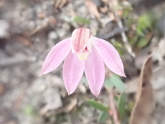 Caladenia fuscata