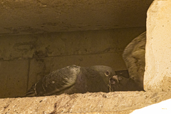 Columba livia domestica