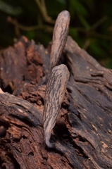 Xylaria grammica