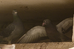Columba livia domestica