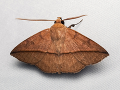 Ugia purpurea