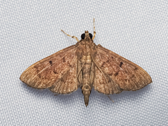 Omiodes tristrialis