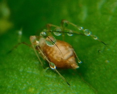 Macrosiphum