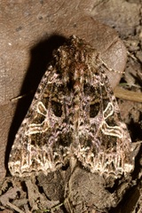Sideridis rivularis