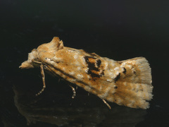 Cochylimorpha alternana