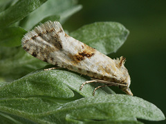 Cochylimorpha alternana