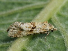 Cochylimorpha alternana
