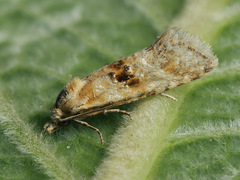 Cochylimorpha alternana