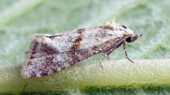 Cochylimorpha alternana