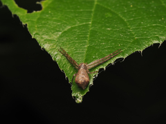 Tmarus