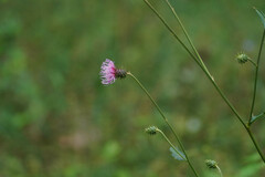 Cirsium nipponicum incomptum