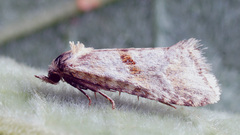 Cochylimorpha alternana