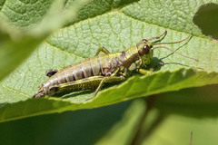 Booneacris glacialis