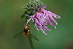 Episyrphus balteatus