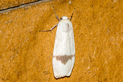 Vamuna alboluteola