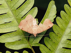 Psamatodes abydata