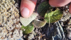 Brachyglottis bellidioides