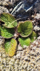 Brachyglottis bellidioides