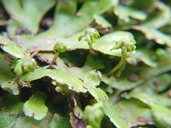 Marchantia polymorpha