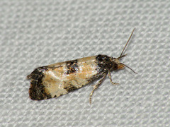 Neocochylis dubitana