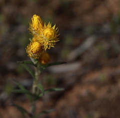 Waitzia acuminata acuminata