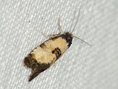 Neocochylis dubitana