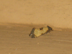 Neocochylis dubitana