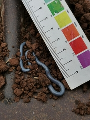 Indotyphlops braminus