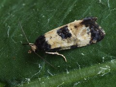Neocochylis dubitana