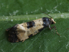 Neocochylis dubitana