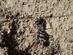 Myrmecia pyriformis