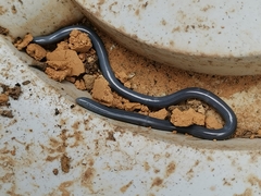 Indotyphlops braminus