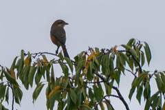 Lanius bucephalus