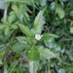 Eclipta prostrata