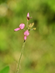 Desmodium tortuosum