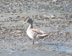 Anas undulata undulata