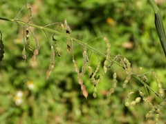 Desmodium tortuosum