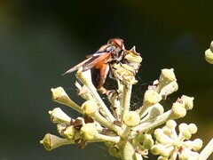 Phasia aurigera