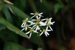 Aster scaber