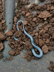 Indotyphlops braminus